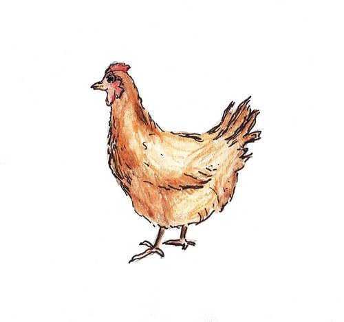 PoultryGiftShop's profile picture. A Family Business appealing to those with a passion for all things Chickeny! Take a peak http://t.co/ckg7OglaWg