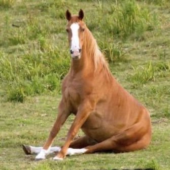 OneHorseDream's profile picture. Welcome to my X (Twitter)! You know what to do, hit that follow button and enjoy looking! 22. 🇨🇦