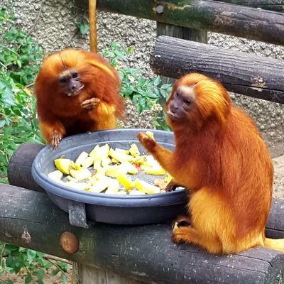 Graduated with a Master's in Behavioural Sciences and Neurosciences, seeking a PhD position.
Interested in social interactions and animal welfare.