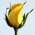 Hari Sethy (@harisethy30934) Twitter profile photo Hari Sethy (@harisethy30934) Twitter profile photo