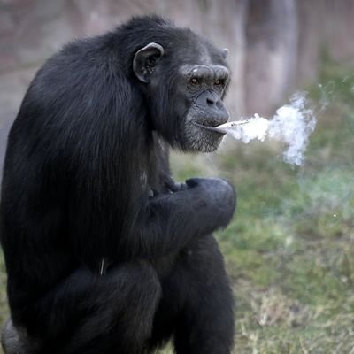 Tankfrank9's profile picture. 🧀