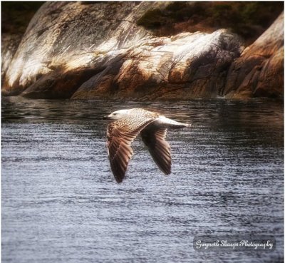 gwyneth4bea's profile picture. Autistic nature-loving artist  🏳️‍🌈