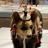 Khusraushah's profile picture. ティムール朝末期の研究を北の大地でやっています。
博士後期課程/PhD Student
https://t.co/8OLOe8H7JK