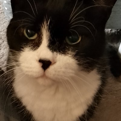 (Angel) Pebbles O π»ππβΏπΊπ¦ Profile
