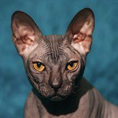 Blakie711233's profile picture. 