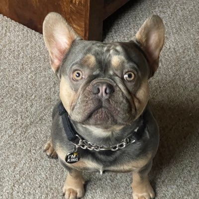 hawthorn_john's profile picture. Breeder of Frenchbulldogs Minibulls & Staffordshire bull terriers in Scotland :)