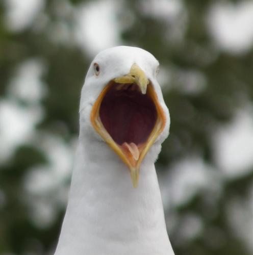 HJ43050's profile picture. birdwatcher, naturalist and conservationist, railway and aircraft enthusiast, beer and cider drinker, taker of occasional photos