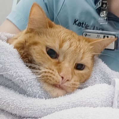 Drama_Khaleesi's profile picture. 