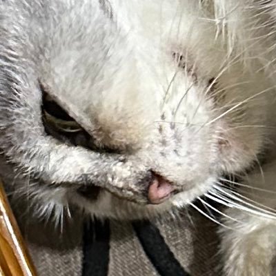 relligamesyafa's profile picture. The quick brown fox jump over the lazy dog.