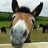 muleFunk's profile image