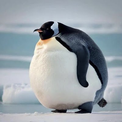 I love Penguins