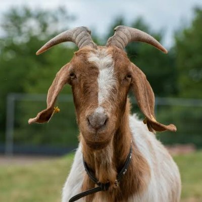 CxshCxsh3's profile picture. 