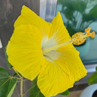 analidia83's profile picture. Tuits/opinión a título personal