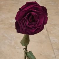 Aicha Ahmed (@aicha2021ahmad) 's Twitter Profile