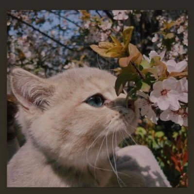 Ahsiiaaa's profile picture. Bibliophile | occasional writer