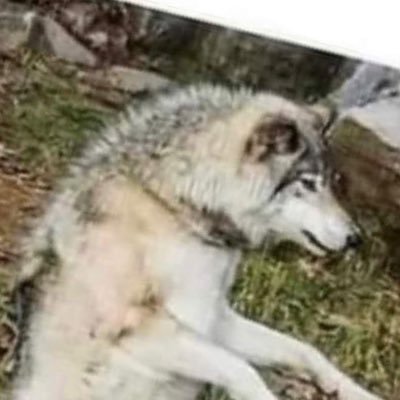 TheOkayestNPer's profile picture. Respawned. NPs. Active Shooter Instructor. Former Air Force Nerd.