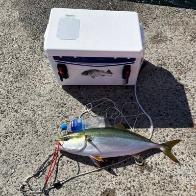 Fishing_Osaka's profile picture. 大阪湾を中心に釣りを楽しむおっさん釣り師です^_^ 武庫川一文字、淡路島、アジュール舞子、ホクシン周辺