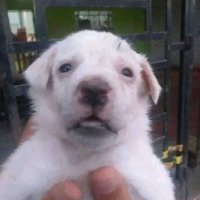 Apple (@greaseallmighty) 's Twitter Profile