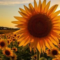 JeannieCormack's profile picture. 