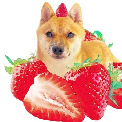 豆柴いちご🍓さんのプロフィール画像