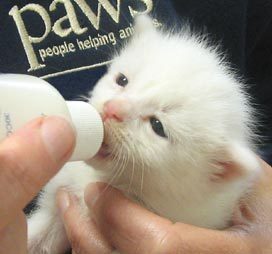 jtalman2's profile picture. Fostering is Cool is dedicated to recruiting Foster Animal Parents for animals that just need a little more time to be ready for adoption.