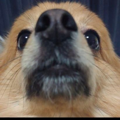 Aroma_Nemuneko's profile picture. 何やってもくそざこ🌒