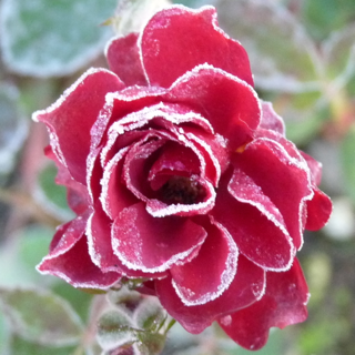 manaofnine's profile picture. 