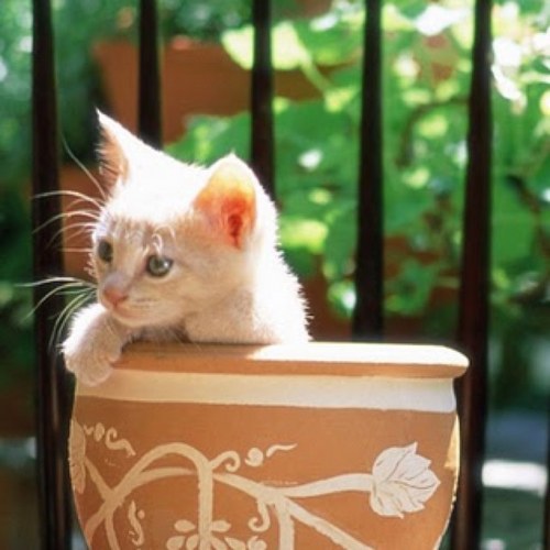 zarkab's profile picture. 