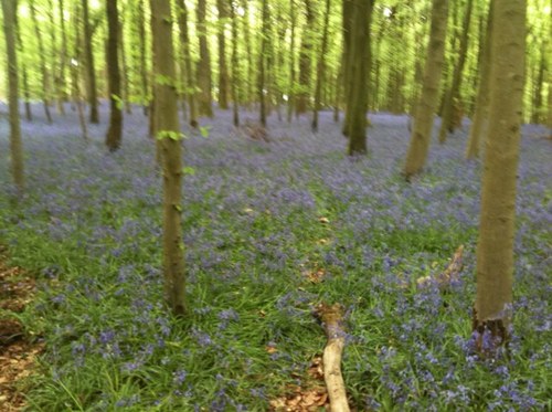 hortusimo's profile picture. 