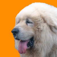 しろいぬ (@shiroinu1968) 's Twitter Profile Photo しろいぬ (@shiroinu1968) 's Twitter Profile Photo