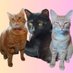 🇺🇸 Rascal and Luci🐱🐾 🎥 🌠 (@rascalandluci) Twitter profile photo 🇺🇸 Rascal and Luci🐱🐾 🎥 🌠 (@rascalandluci) Twitter profile photo