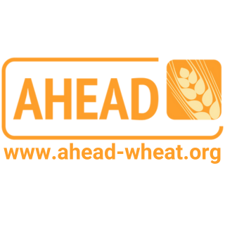 Alliance for Wheat Adaptation to Heat and Drought, Global coordinating network supporting the development of new resilient wheat varieties