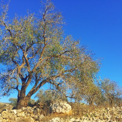 Sociologists in Solidarity with Palestinians Profile