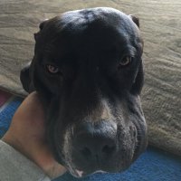 anjus26 (@hulkkjre26) 's Twitter Profile