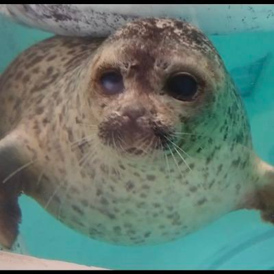 sasako75917529's profile picture. アザラシが好き。特に、海遊館のワモンアザラシのユキちゃんが好きです。