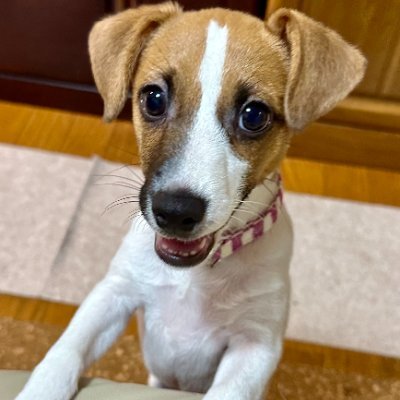 外国語好き(英仏中露韓)。オルタナティブ志向が裏目に出たり出なかったり。ジャックラッセルテリアのももちゃんカワヨ!