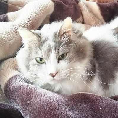 多肉初心者3年目🔰
エケベリア系、猫が好きです💕人様の猫に癒されてます(*´Д`*)
記録用で無駄につぶやきます。許せる方のみどうぞ💦
無言フォローしちゃいます。
あ、フォロバは会話したことある方のみです。すみません!
様々な勧誘、お断り!