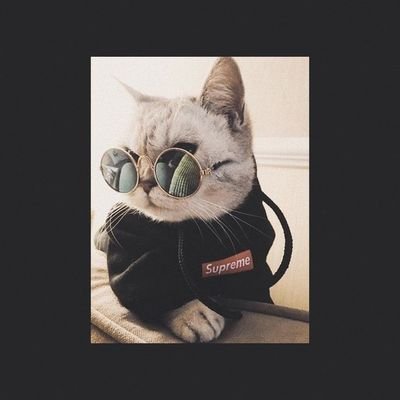 aloobhujiyaaa's profile picture. tell your cat i said pspsps.