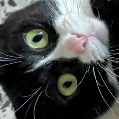 タトゥルヌス Profile