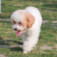 KHÔNG SỢ CHÓ (@hannb0408) 's Twitter Profile