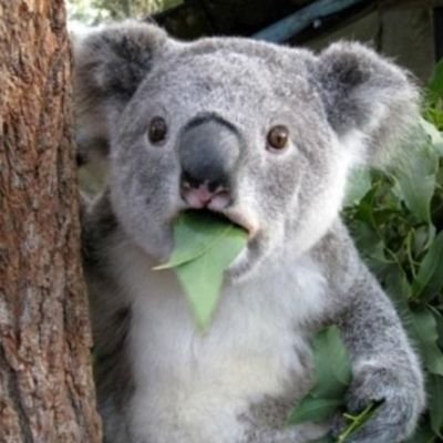 51Tranquilo's profile picture. 