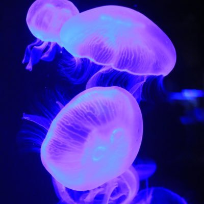 tact0802rock's profile picture. SXE10→ZN6→VAB→AXAH54→VAG→z33