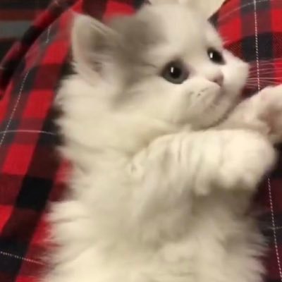 EmanMoqble's profile picture. 