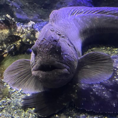 雨にも負けず、風にも負けず 、いつも水槽を洗っております。魚、昆虫、爬虫類など幅広く飼育。あり得ないほど低浮上です笑