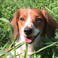 Paul Bowen (@shotgun_whisper) 's Twitter Profile