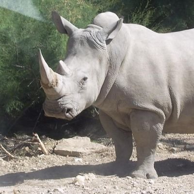 ♂ 🇵🇱🇫🇷 
Rhino dans la vie d'avant.
Calme mais pas inoffensif , un peu comme l'eau qui fait des micro-siestes.
Culture G de la taille de ton Ego.