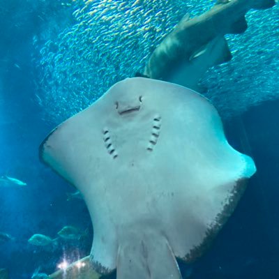 Rokka662ino's profile picture. 阪神とナイフの舞ローグ