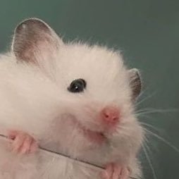 なさんやでさんのプロフィール画像