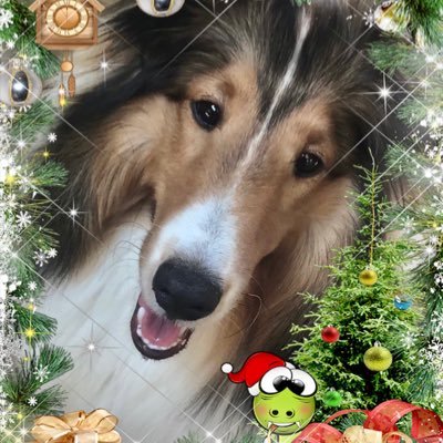 🇨🇦Proudly Canadian, Happily retired, love my family, gardening and Shelties!