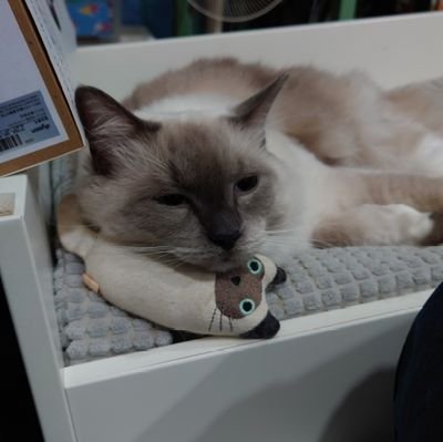 fantasialin's profile picture. 